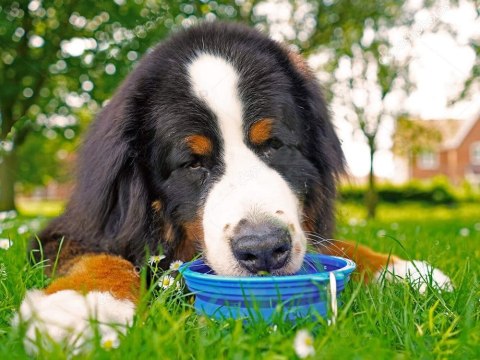 MISKA DLA PSA SKŁADANA L - 19269