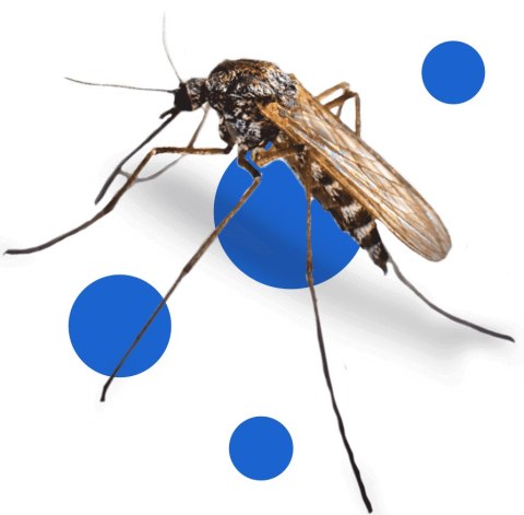 BROS - SPRAY NA KOMARY I KLESZCZE 50% DEET 90ML - 2 SZT. BROS - SPRAY NA KOMARY I KLESZCZE 50% DEET 90ML - 2 SZT.