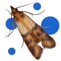 BROS - ZAWIESZKA NA MOLE LAWENDOWA - 1 SZT.