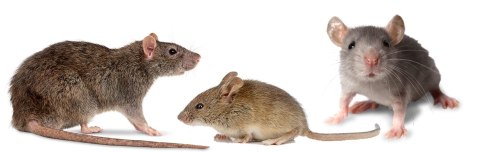 LEP NA MYSZY I SZCZURY PAKO - 10 SZT.