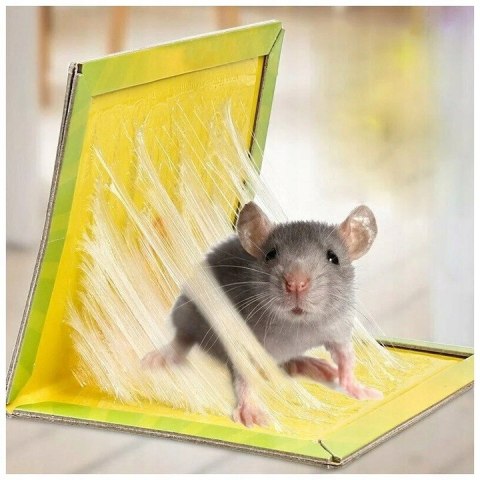 LEP NA MYSZY I SZCZURY PAKO - 30 SZT.