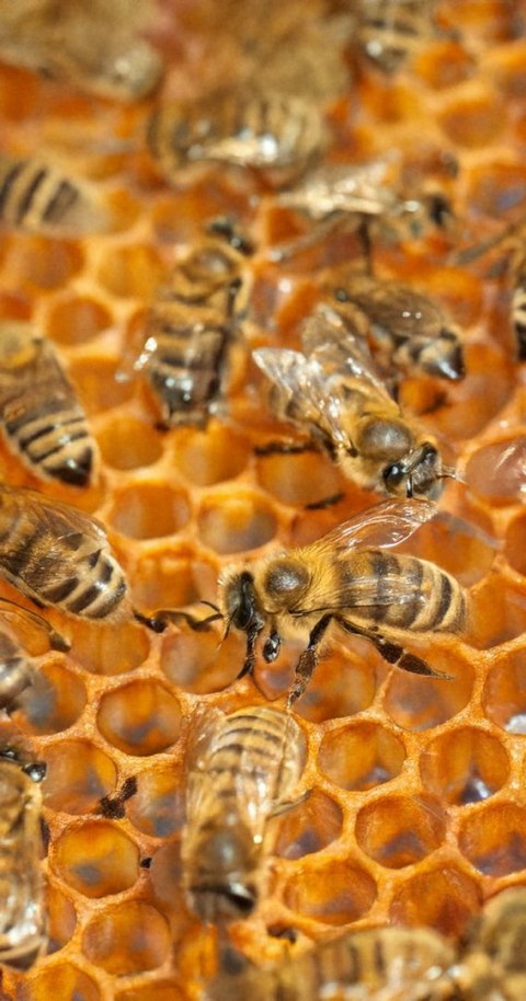 ŚWIECA Z WOSKU PSZCZELEGO - 1 SZT.