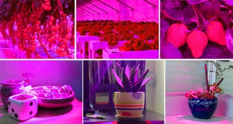 LAM PA 200 LED DO WZROSTU U PRAWY ROŚLIN LAM PA 200 LED DO WZROSTU U PRAWY ROŚLIN