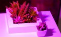 LAM PA 200 LED DO WZROSTU U PRAWY ROŚLIN