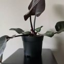 DONICZKA  PRODUKCYJNA - ZESTAW 500SZT