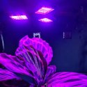 LAM PA 108 LED DO WZROSTU ROŚLIN GARDLOV 20440