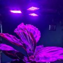 LAM PA 108 LED DO WZROSTU ROŚLIN GARDLOV 20440
