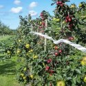 ODSTRASZACZ  PTAKÓW- TAŚMA 45M RE PEST 21040