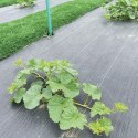 AGROTKANINA CZARNA , 1 x 5 M 100 G/M2 GR1016 AGROTKANINA CZARNA , 1 x 5 M 100 G/M2 GR1016