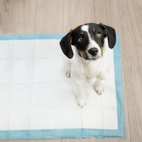 Podkład higieniczny 60x90cm 50szt. Purlov 21602 Podkład higieniczny 60x90cm 50szt. Purlov 21602