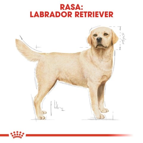 ROYAL CANIN Labrador Retriever Adult 12kg ROYAL CANIN Labrador Retriever Adult 12kg