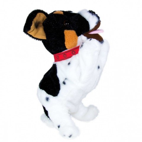 Maskotka interaktywna figo pies reagujący na komendy jack russel terrier Maskotka interaktywna figo pies reagujący na komendy jack russel terrier