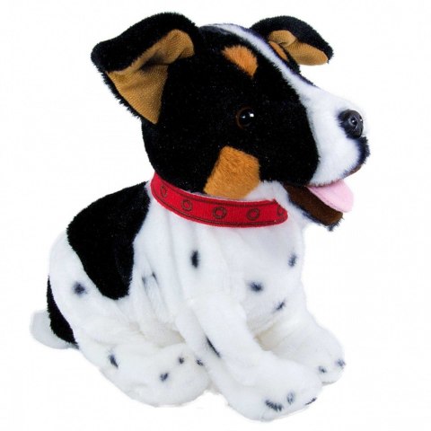 Maskotka interaktywna figo pies reagujący na komendy jack russel terrier Maskotka interaktywna figo pies reagujący na komendy jack russel terrier