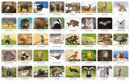 Gra memory - fauna polski