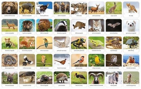 Gra memory - fauna polski Gra memory - fauna polski
