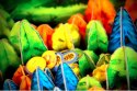 Gra fotosynteza