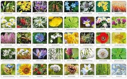Gra flora polski memory