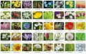 Gra flora polski memory