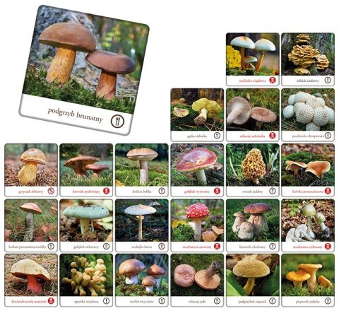 Gra memory - grzyby polski Gra memory - grzyby polski