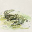 Gra Śladami darwina