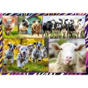 Puzzle 4x250 elementów zabawne zwierzaki