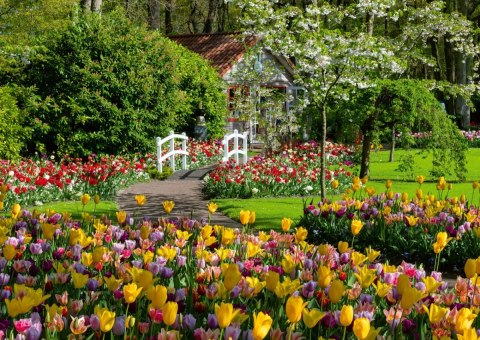 Puzzle 1000 elementów ogrody keukenhof holandia Puzzle 1000 elementów ogrody keukenhof holandia
