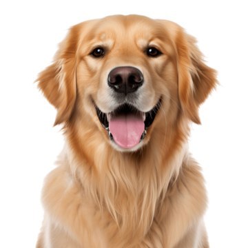 PEDIGREE Adult Professional Nutrition 12 kg z drobiem i warzywami - sucha karma dla dorosłych psów dużych i średnich ras PEDIGREE Adult Professional Nutrition 12 kg z drobiem i warzywami - sucha karma dla dorosłych psów dużych i średnich ras