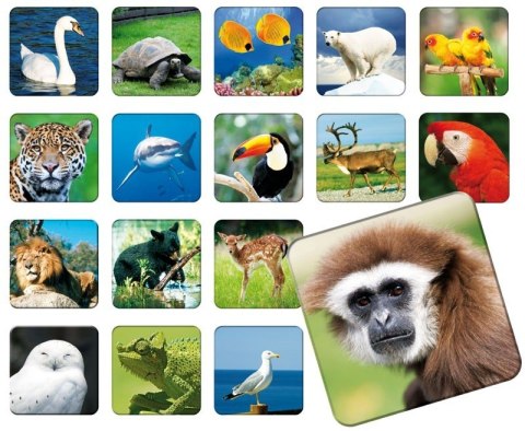 Memory zoo Memory zoo