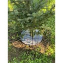 Zestaw krążków antychwastowych 6 szt. Bertoni - 50 cm, szary