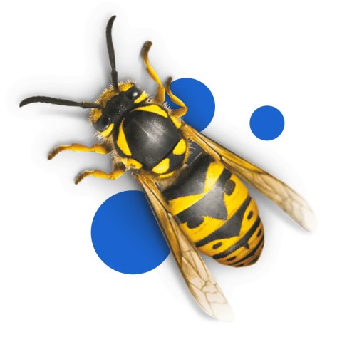 BROS - pułapka z płynem na osy i muchy BROS - pułapka z płynem na osy i muchy