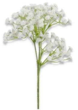 Gipsówka biała 49cm