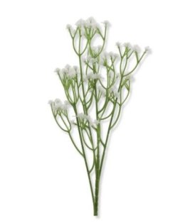 Kaszka gipsówki h-60cm