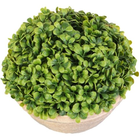 Zielona Kula Bukszpanu w Glinianej Donicy 25 cm